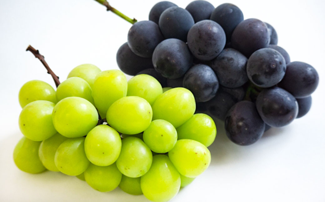 詰合／ニューピオーネ2房・シャインマスカット晴王2房（1房各480g以上）化粧箱入り