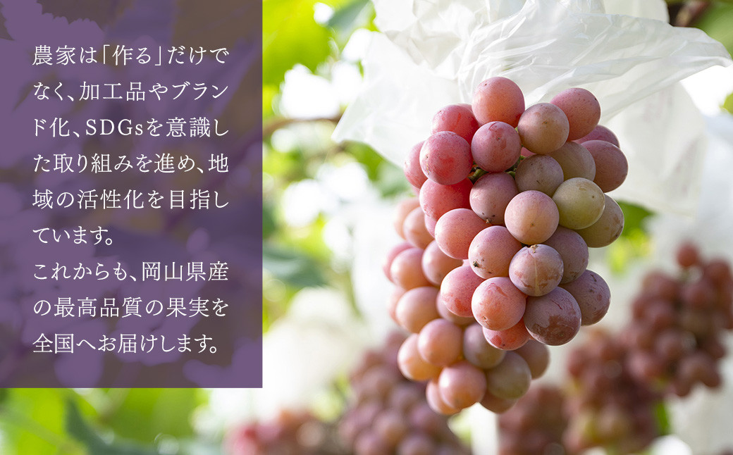 【種なし】 岡山県産 クイーンニーナ 1kg箱（2~3房房入り）