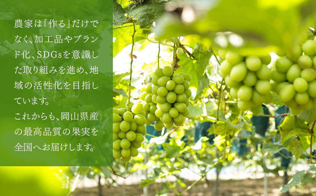 【定期便3回】 ［種なし］ 岡山県産 シャインマスカット 1kg箱（2房入り）