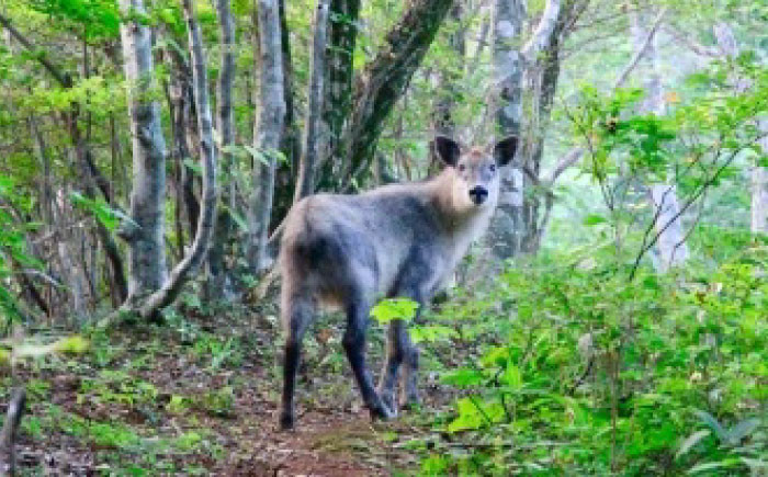 薪 焚き火 ストーブ アウトドア 郷山薪 乾燥 暖炉 キャンプ バーベキュー 贈答 ギフト おすすめ 人気 岐阜県 恵那市