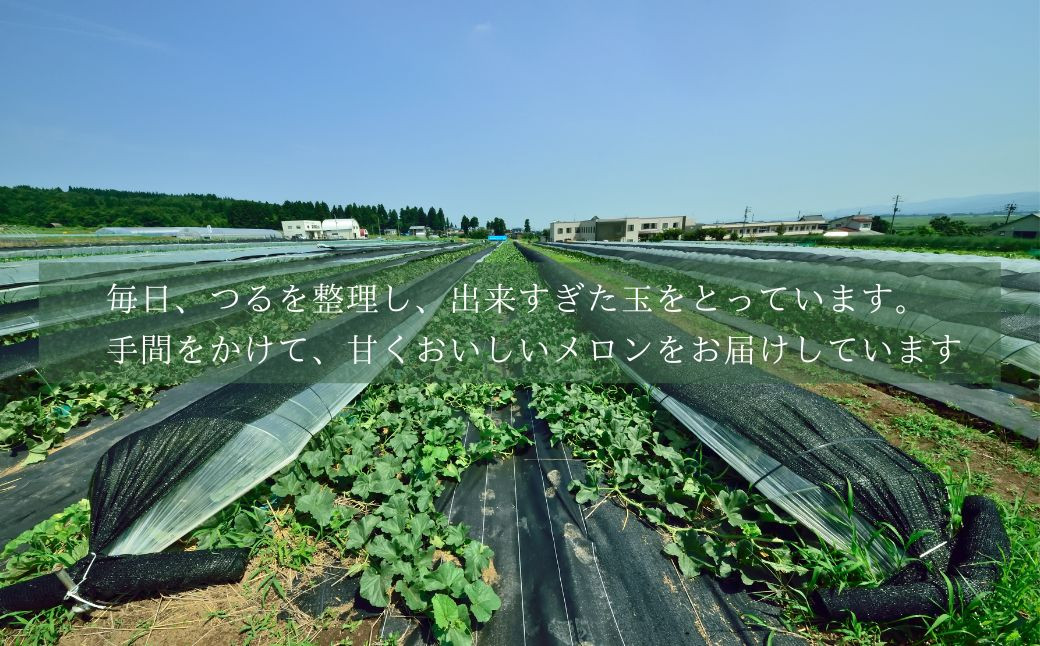 甘い香りと、とろけるような柔らかさ　一度食べたら忘れられないメロン