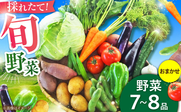 旬 野菜 セット 新鮮 詰合せ やさい 旬 おまかせ にんじん ごぼう 直売所 やさい 3kg サラダ 熊本県 特産品 菊陽町