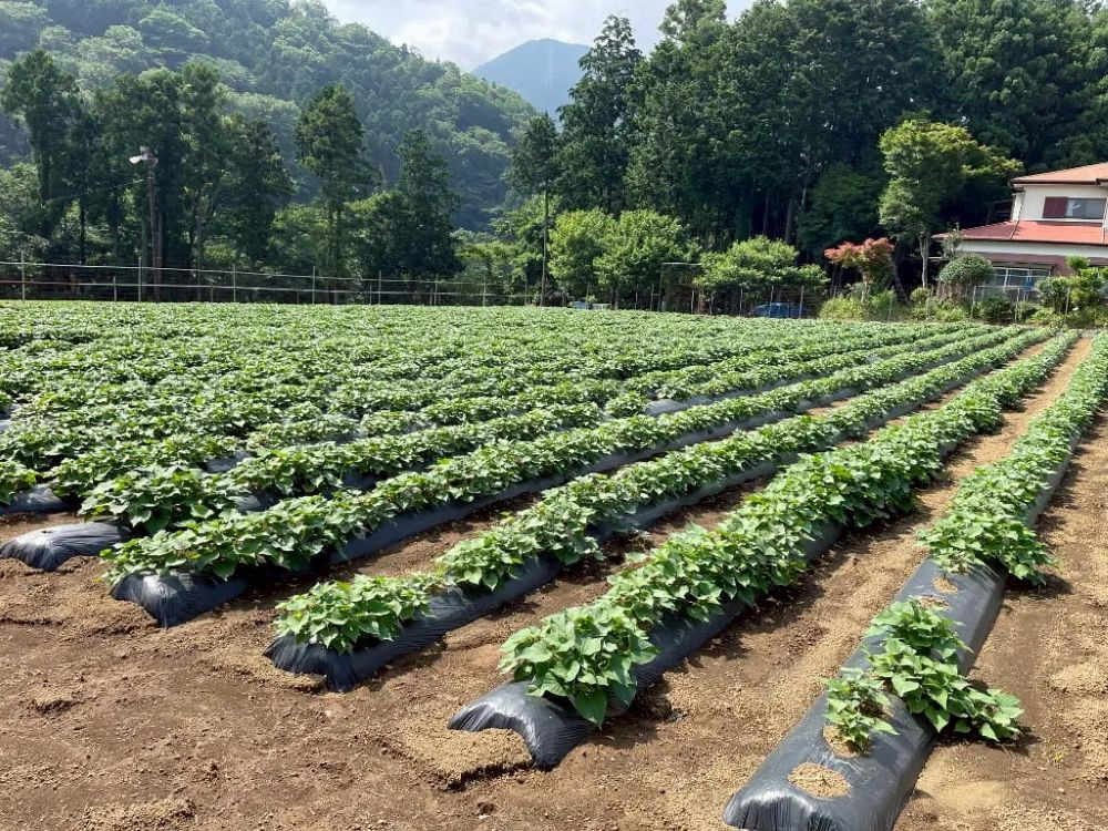 6月。植え付けから1か月程度、葉がしっかり広がりました。