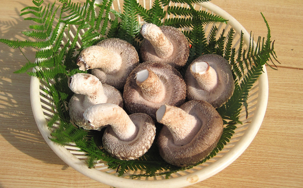 【2ヶ月毎 4回定期便】御在所肉厚生しいたけ 計約2kg 1回あたり約500g（計4回）