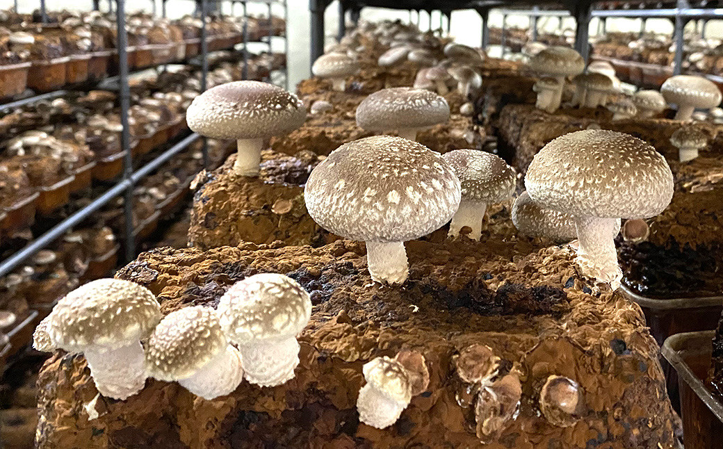 【2ヶ月毎 4回定期便】御在所肉厚生しいたけ 計約2kg 1回あたり約500g（計4回）