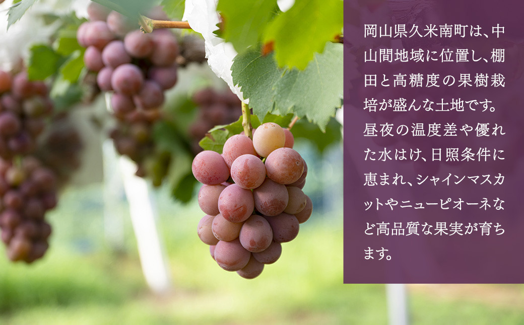 【定期便3回】 ［種なし］ 岡山県産 ニューピオーネ ・ クイーンニーナ ・ シャインマスカット 1kg箱（2房入り）