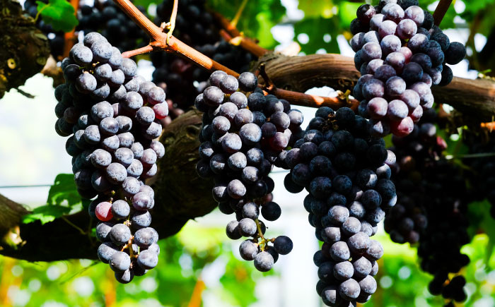 ワイン お酒 国産 ぶどう  熟成 酒 ギフト ロゼボトル 果実酒 奥出雲