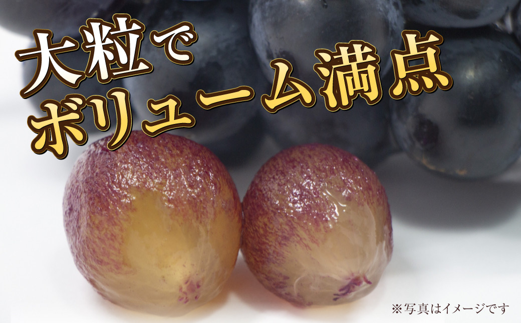 岡山県産 ブラックビート 約700g（1房）