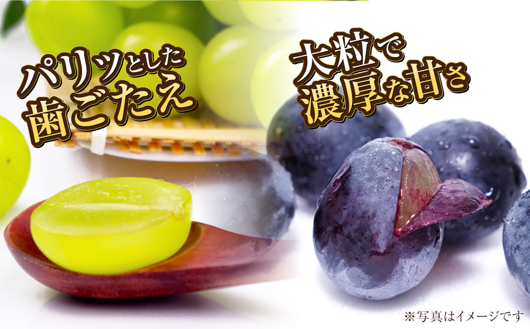 岡山県産 シャインマスカット 晴王・ニューピオーネ 3Lサイズ 計約1.2kg 詰合せ