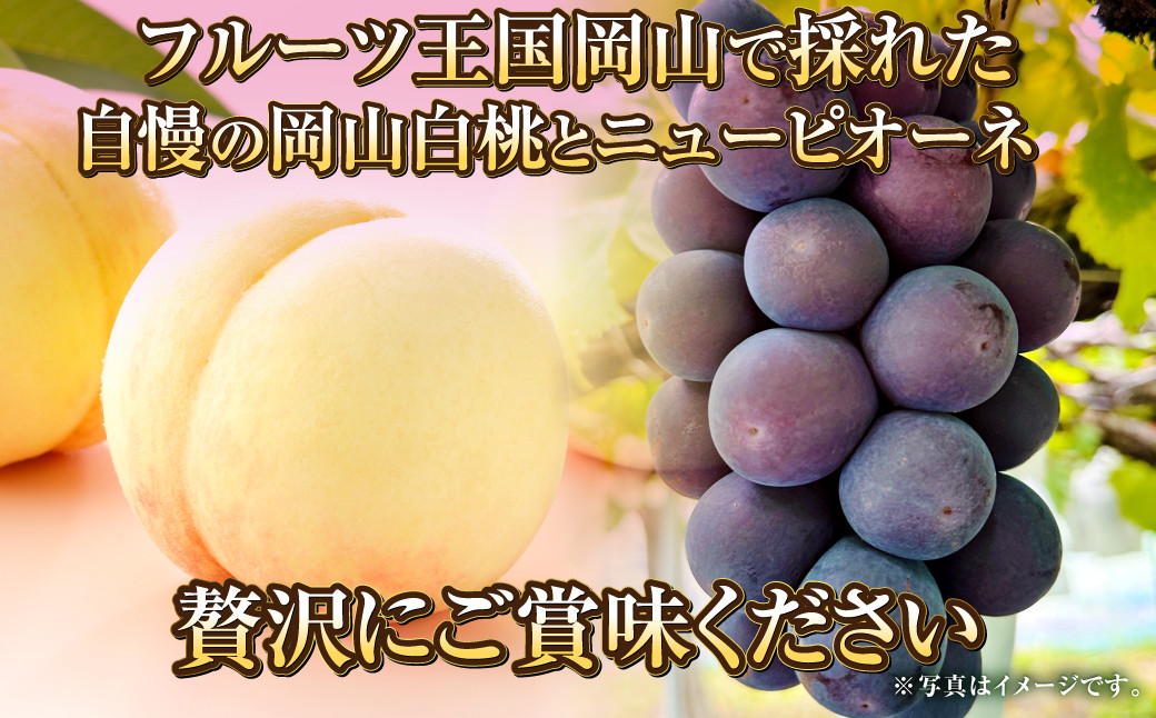 岡山県産 岡山白桃 エース 2Lサイズ 約250g×2玉・ニューピオーネ 約500g×1房 詰合せ