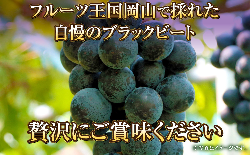 岡山県産 ブラックビート 約2kg（3房～6房）