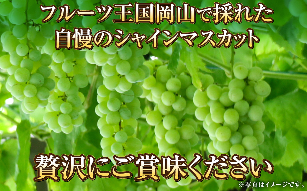 岡山県産 マスカットジパング 約800g（1房）