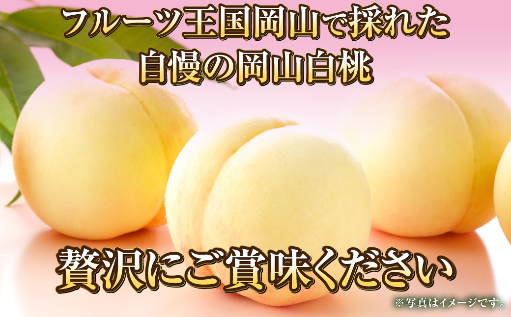 岡山白桃 エース 3玉×約200g（Lサイズ） 計約600g 岡山県産