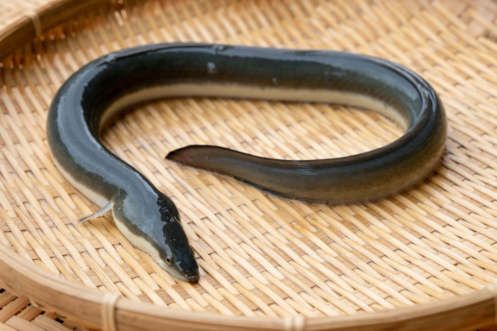 国産鰻 鰻 蒲焼き うなぎ 鰻 ウナギ ギフト 国産うなぎ