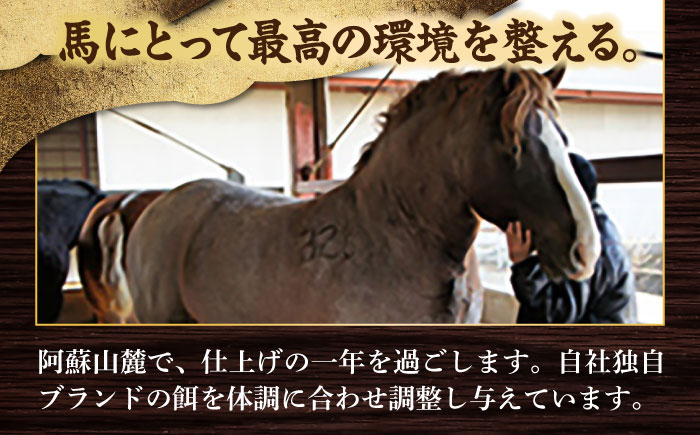 肉 馬肉 熊本県 特産品 馬刺し バサシ 定期便