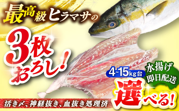 人気 おすすめ オススメ ヒラマサ ひらまさ 天然 煮物 カルパッチョ お寿司 