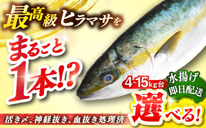 人気 おすすめ オススメ ヒラマサ ひらまさ 天然 煮物 カルパッチョ お寿司 
