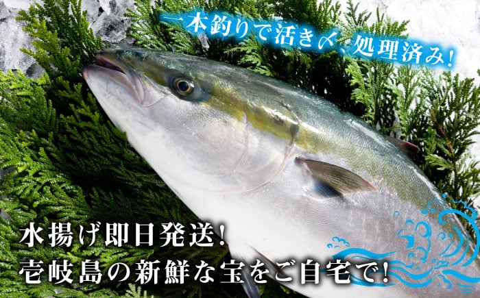 人気  おすすめ オススメ 天然ぶり 天然ブリ 天然鰤 しゃぶしゃぶ ぶりしゃぶ