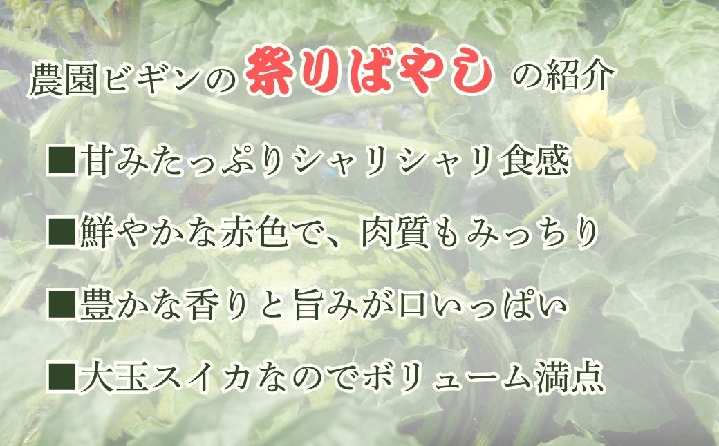 甘さ際立つ、シャリッと瑞々しい。小千谷産大玉スイカ