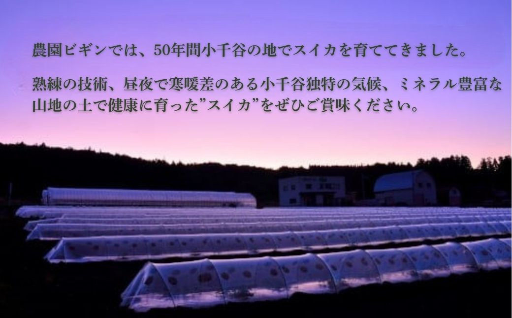 甘さ際立つ、シャリッと瑞々しい。小千谷産大玉スイカ