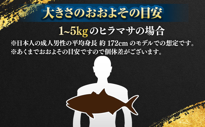 人気 おすすめ オススメ ヒラマサ ひらまさ 天然 煮物 カルパッチョ お寿司 