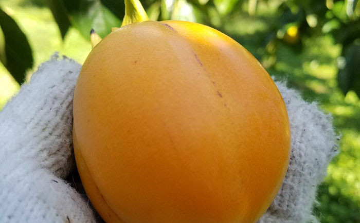 柿 大容量 合わせ柿 西条柿 デザート セット 島根 松江 おすすめ 人気