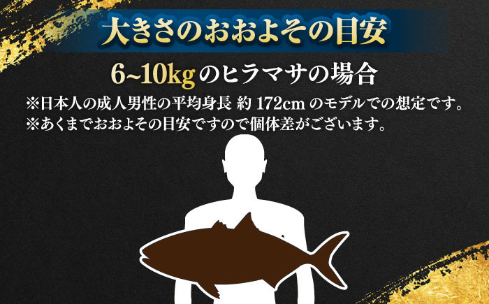 人気 おすすめ オススメ ヒラマサ ひらまさ 天然 煮物 カルパッチョ お寿司 