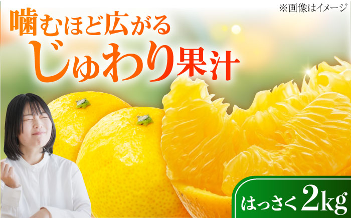 みかん ミカン 蜜柑 柑橘 柑橘類 ビタミン 果物 くだもの フルーツ