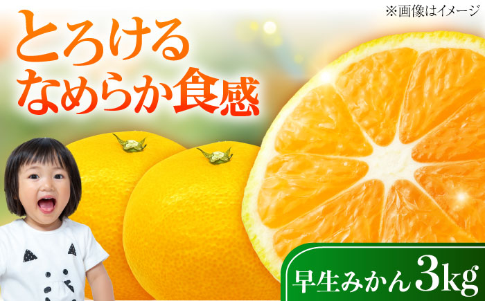 みかん ミカン 蜜柑 柑橘 柑橘類 ビタミン 果物 くだもの フルーツ