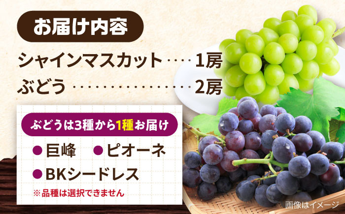 ぶどう マスカット ブドウ フルーツ デザート 産地直送 旬 新鮮 ますかっと