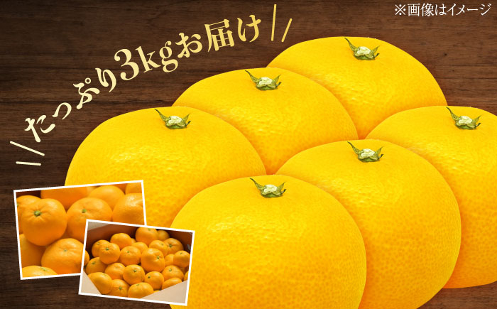 みかん ミカン 蜜柑 柑橘 柑橘類 ビタミン 果物 くだもの フルーツ