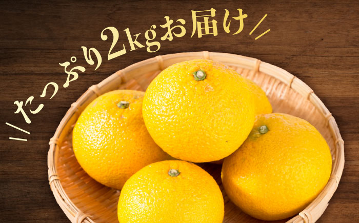 みかん ミカン 蜜柑 柑橘 柑橘類 ビタミン 果物 くだもの フルーツ