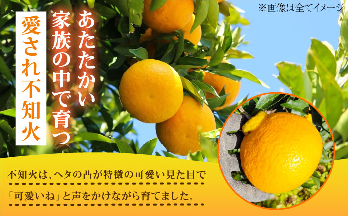 みかん ミカン 蜜柑 柑橘 柑橘類 ビタミン 果物 くだもの フルーツ