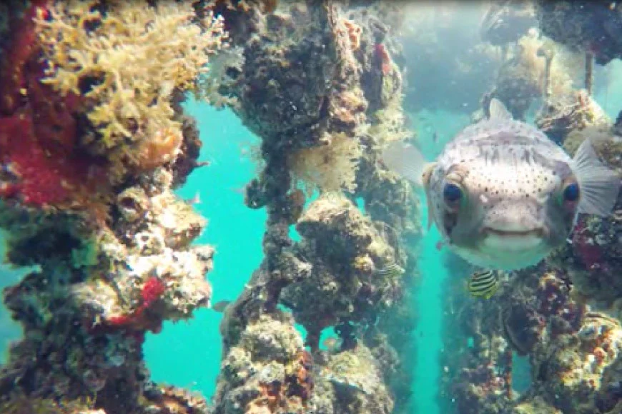 牡蠣の大きさによりお届けする個数が変わります。