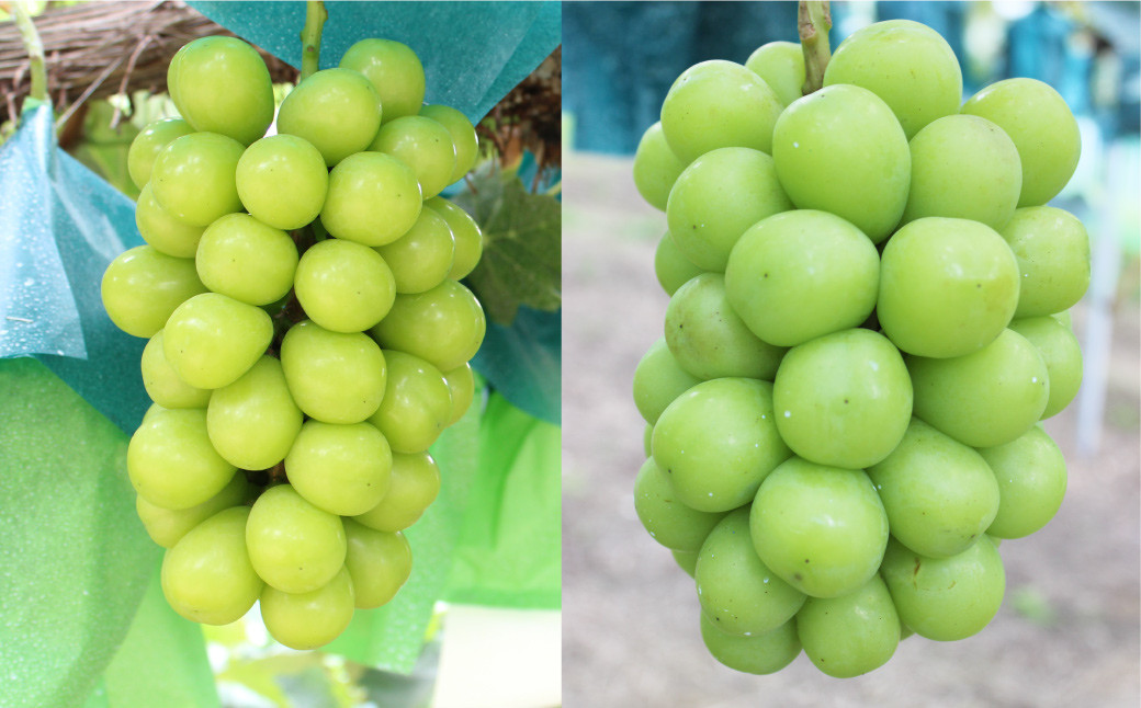 シャインマスカット 2房 計1.2kg