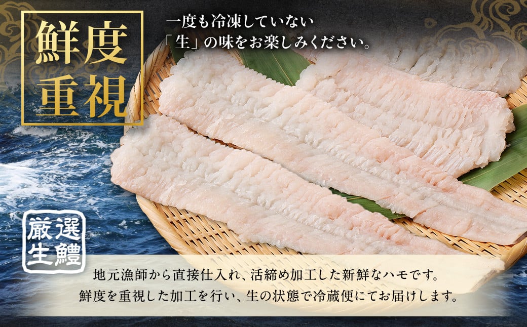 のぞみ水産 活〆 骨切り 生鱧 1kg 