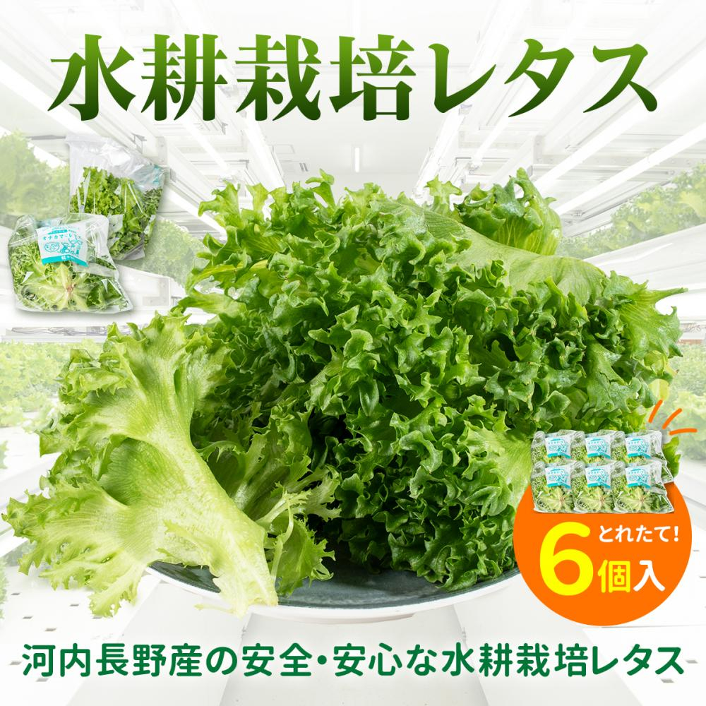 清潔な環境で育まれる新鮮なレタス 無農薬で安心、丁寧に管理された水耕栽培です。