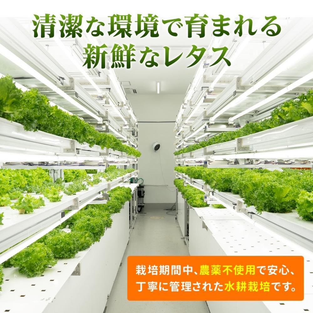 新鮮なレタスを6個セットでお届け