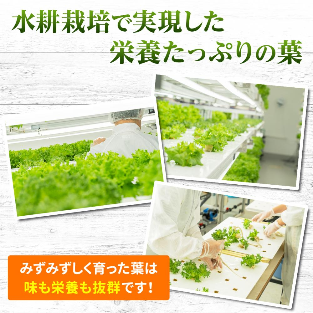 シャキッとした食感が自慢! 個包装でお届けします。