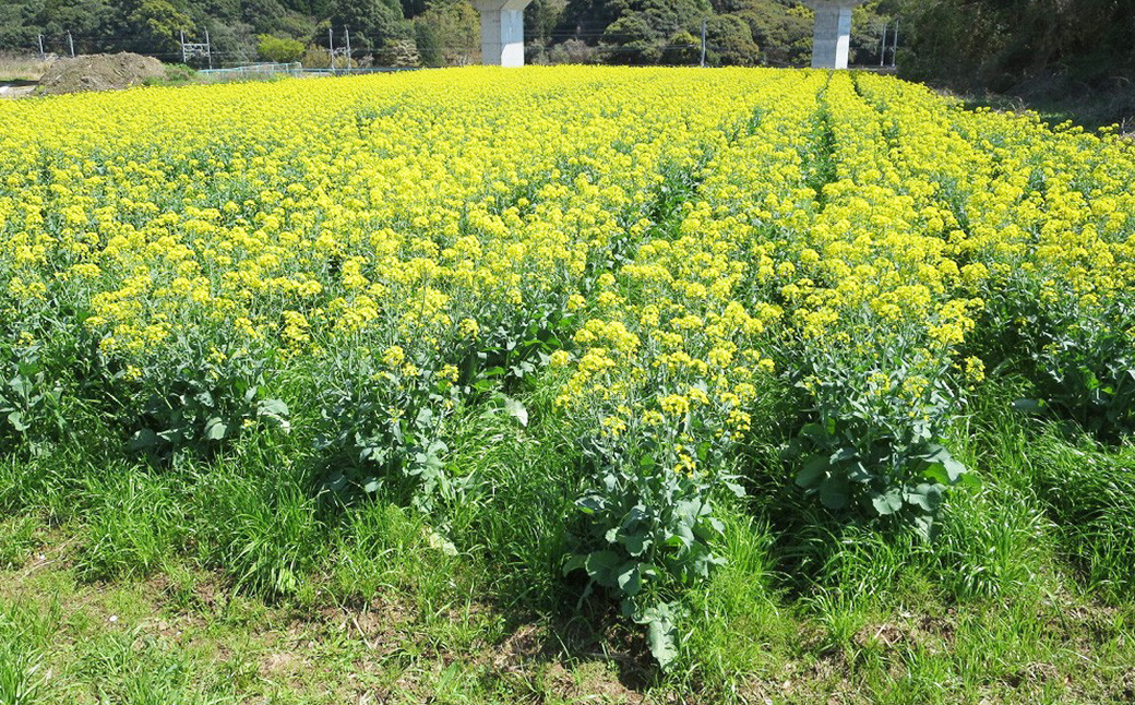 なの花油 4合瓶（640g）
