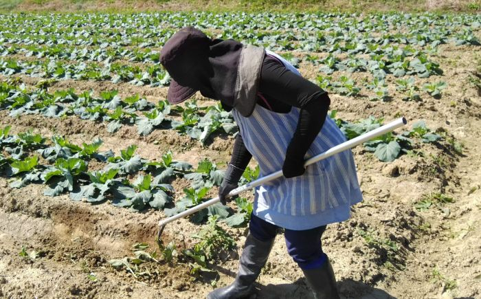除草具 農具 草取り 草刈り 農業 農作業 ガーデニング 庭 園芸 花 雑草 