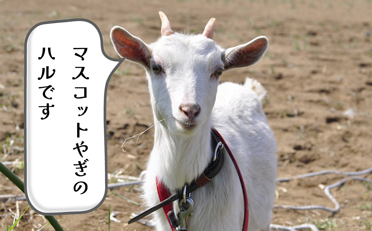 ヤギのハルとコウがお出迎え。お腹が空いていたらご飯をあげてください！