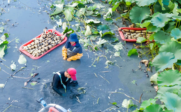 シャキほろ、とろける甘み。金賞受賞の白石レンコン
