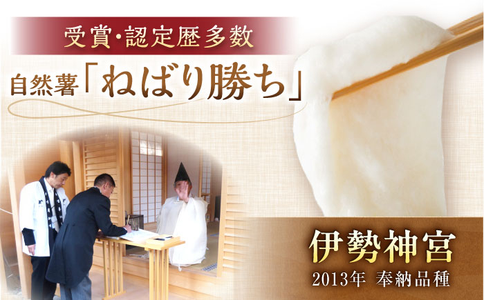 自然薯 とろろ 山芋 じねんじょ 産地直送 お取り寄せ ねばり勝ち 新鮮 健康 贈答 ギフト おすすめ 人気 岐阜県 恵那市