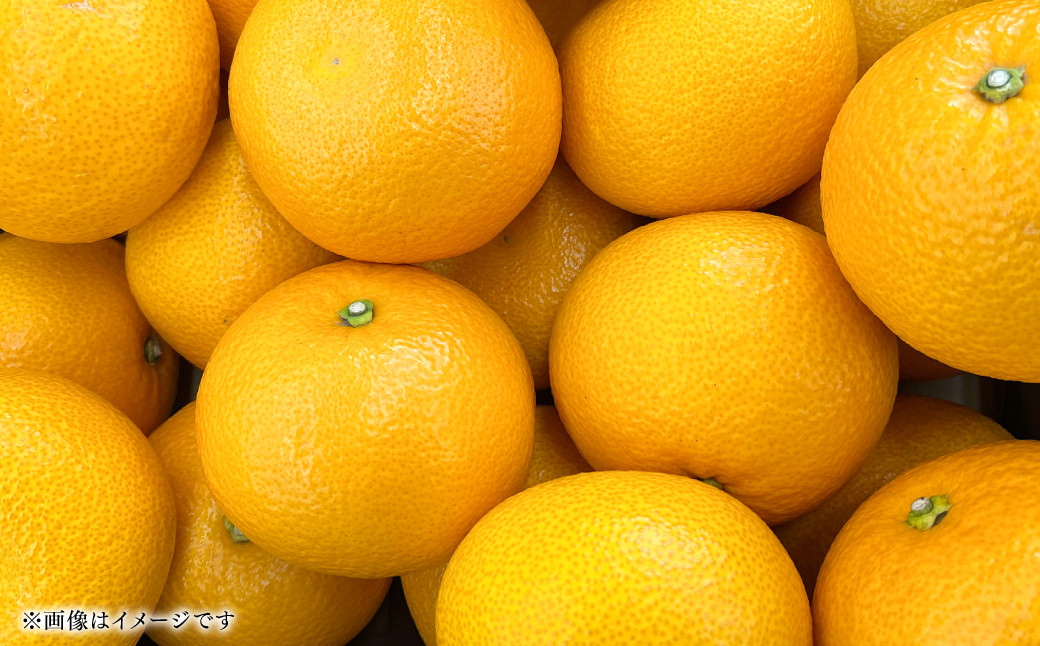 果肉の粒立ちが良く、シャキシャキしており食べごたえがあります。是非一度ご賞味ください。