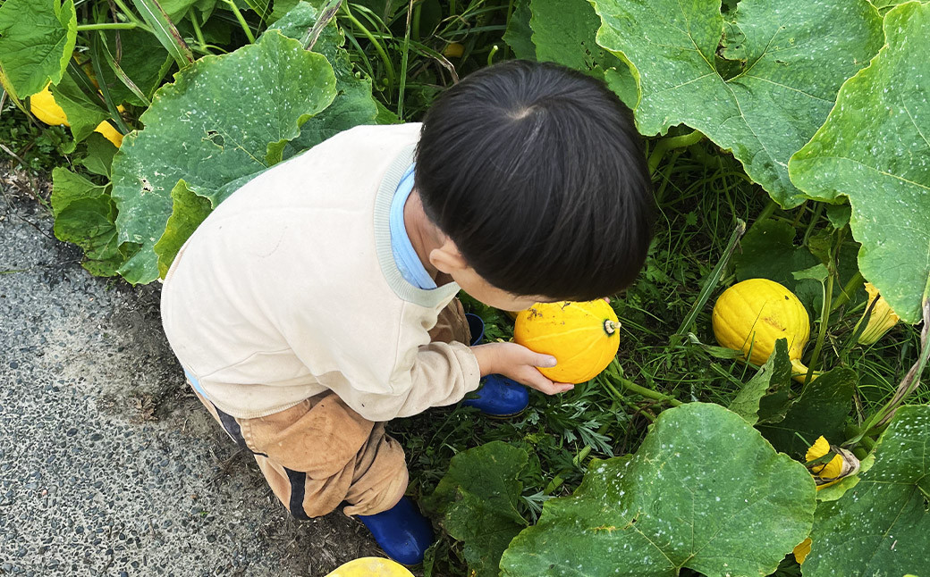 「元気になりたい人に届けたい」秋冬の野菜セット