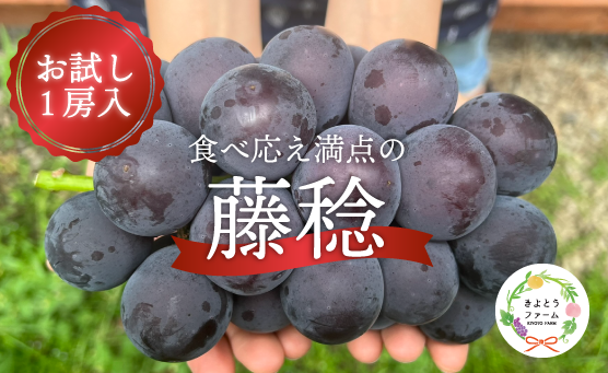 食べ応え満点！岡山県真庭市 藤稔（ふじみのり）大粒お試し1房！