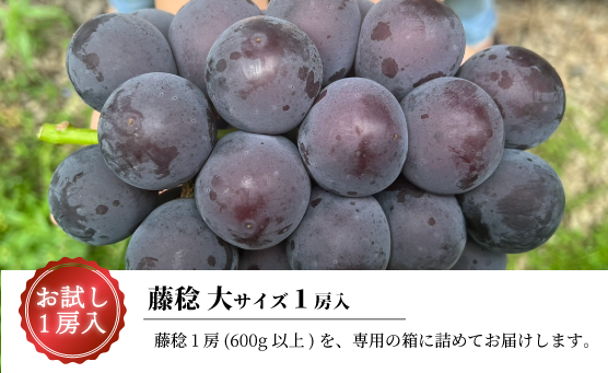 お試し1房入 藤稔（ふじみのり）大サイズ1房入