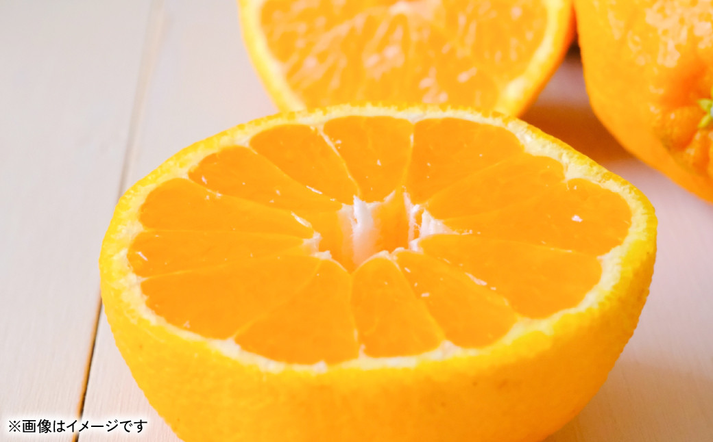 不知火（デコポンと同品種） 約5kg