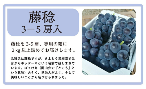 藤稔（ふじみのり）を3-5房、専用の箱に2kg以上詰めてお届けします。